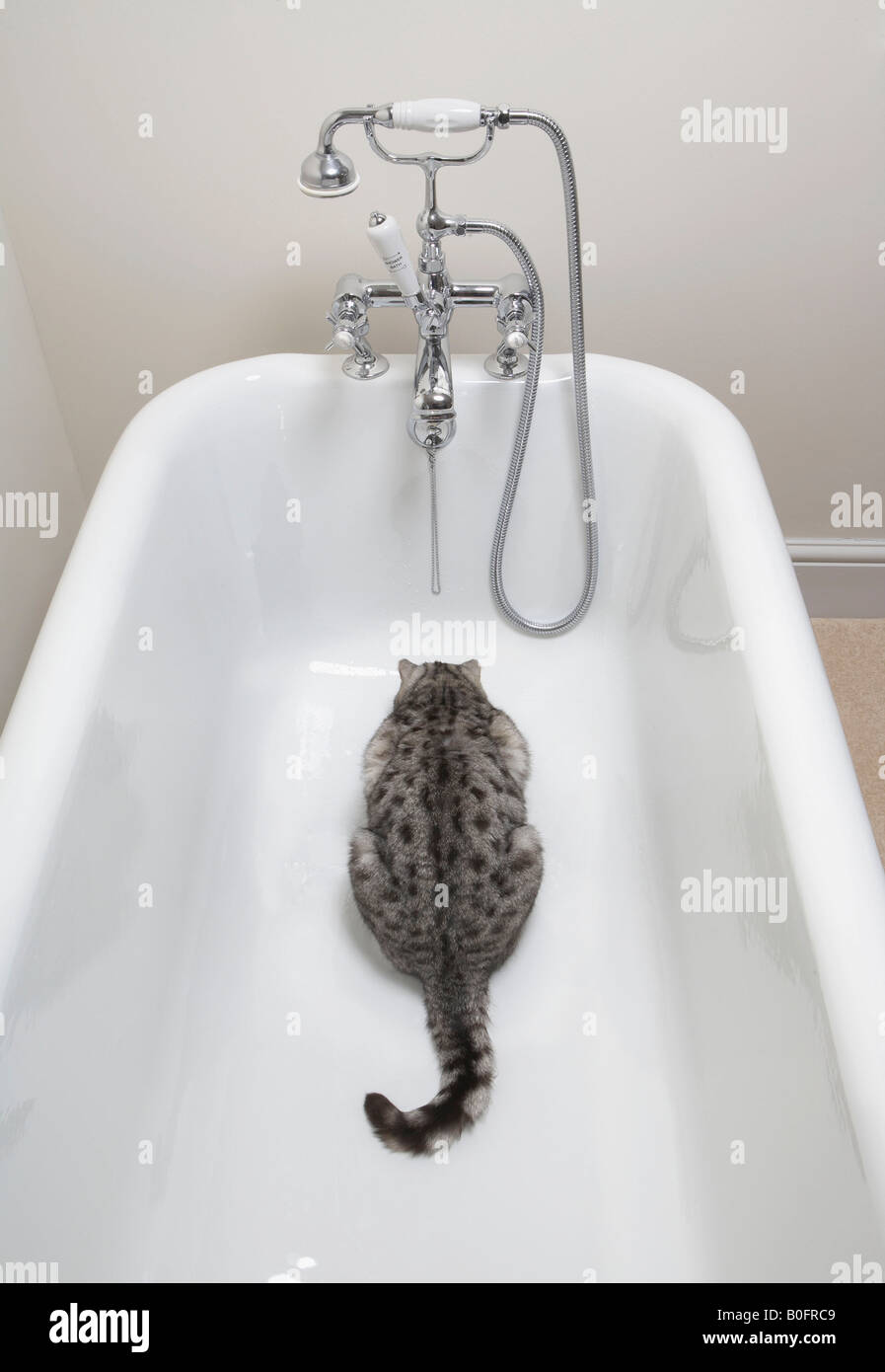 Dans le bain potable Cat Banque D'Images