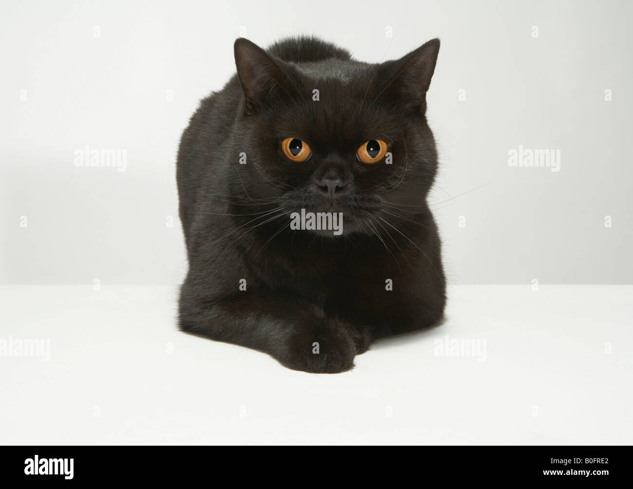 Portrait de chat noir Banque D'Images