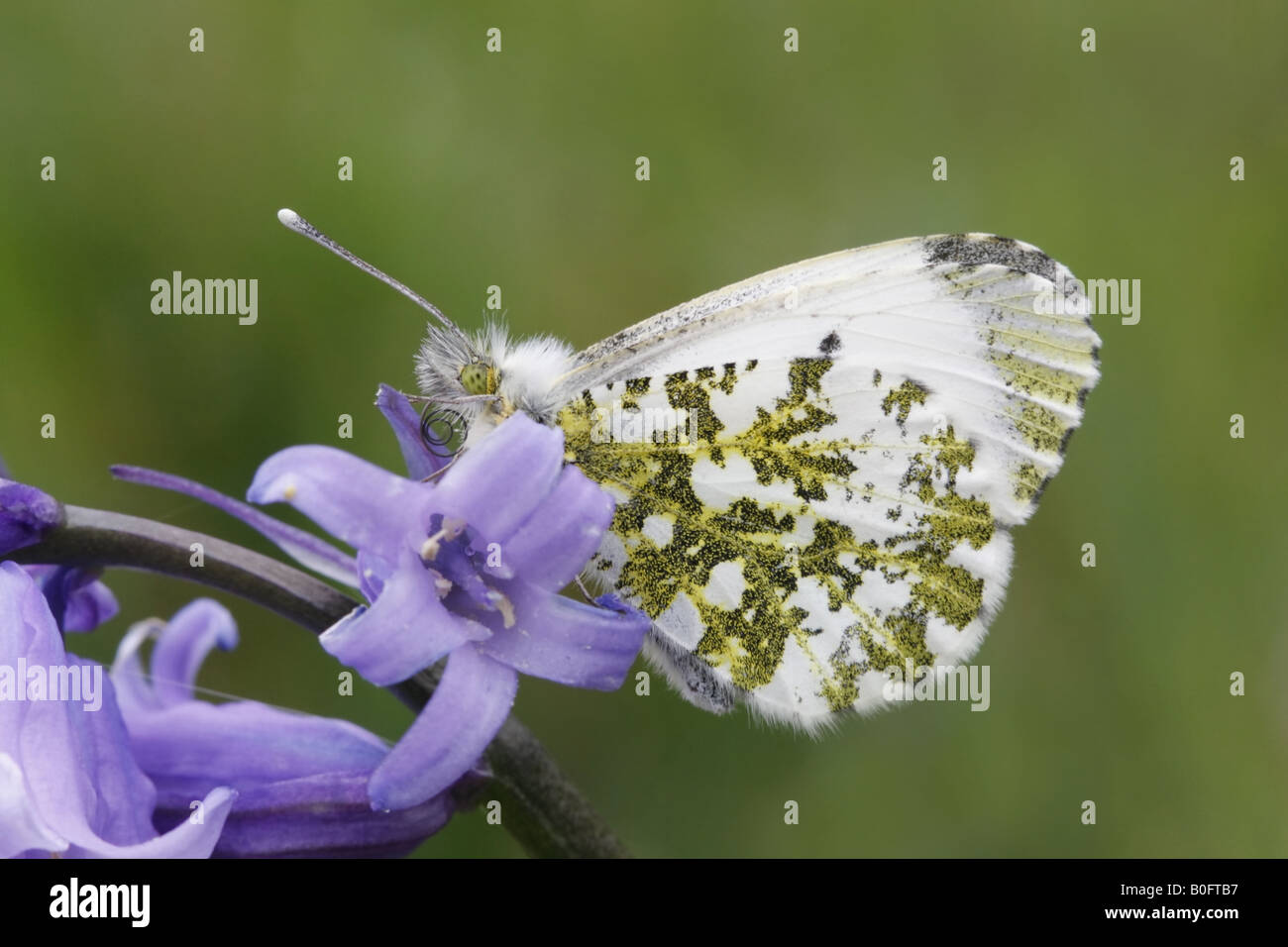 Femme-papillon orange tip, anthocharis cardamines, sur bluebell Banque D'Images