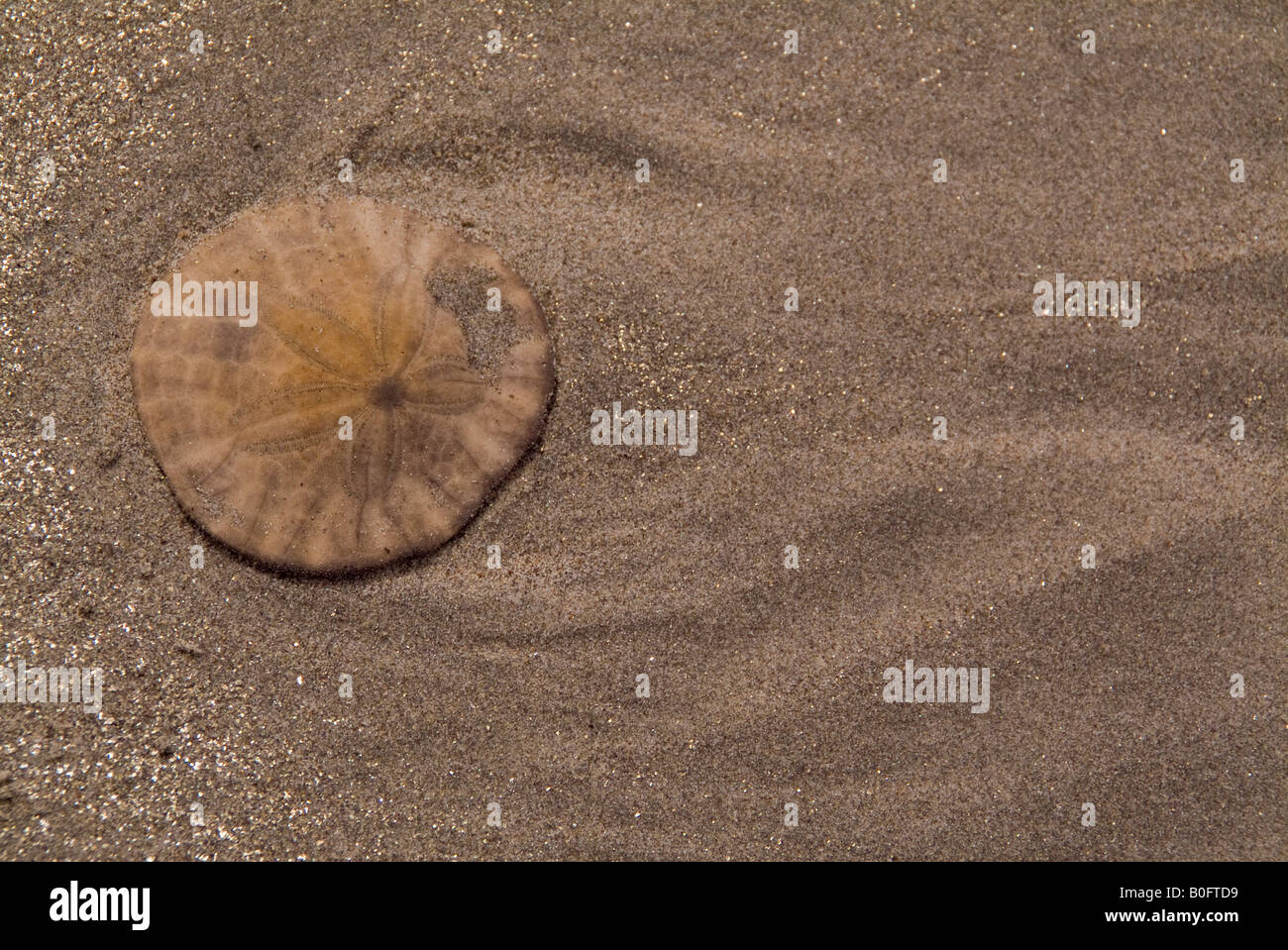 Sand Dollar laissées par la marée descendante à San Quintin, Baja California Banque D'Images