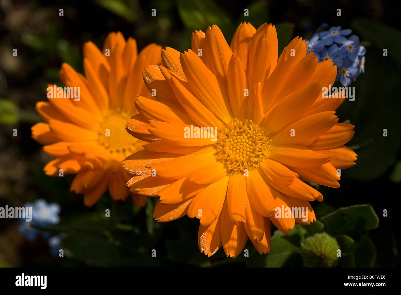 Gerbera orange Banque D'Images