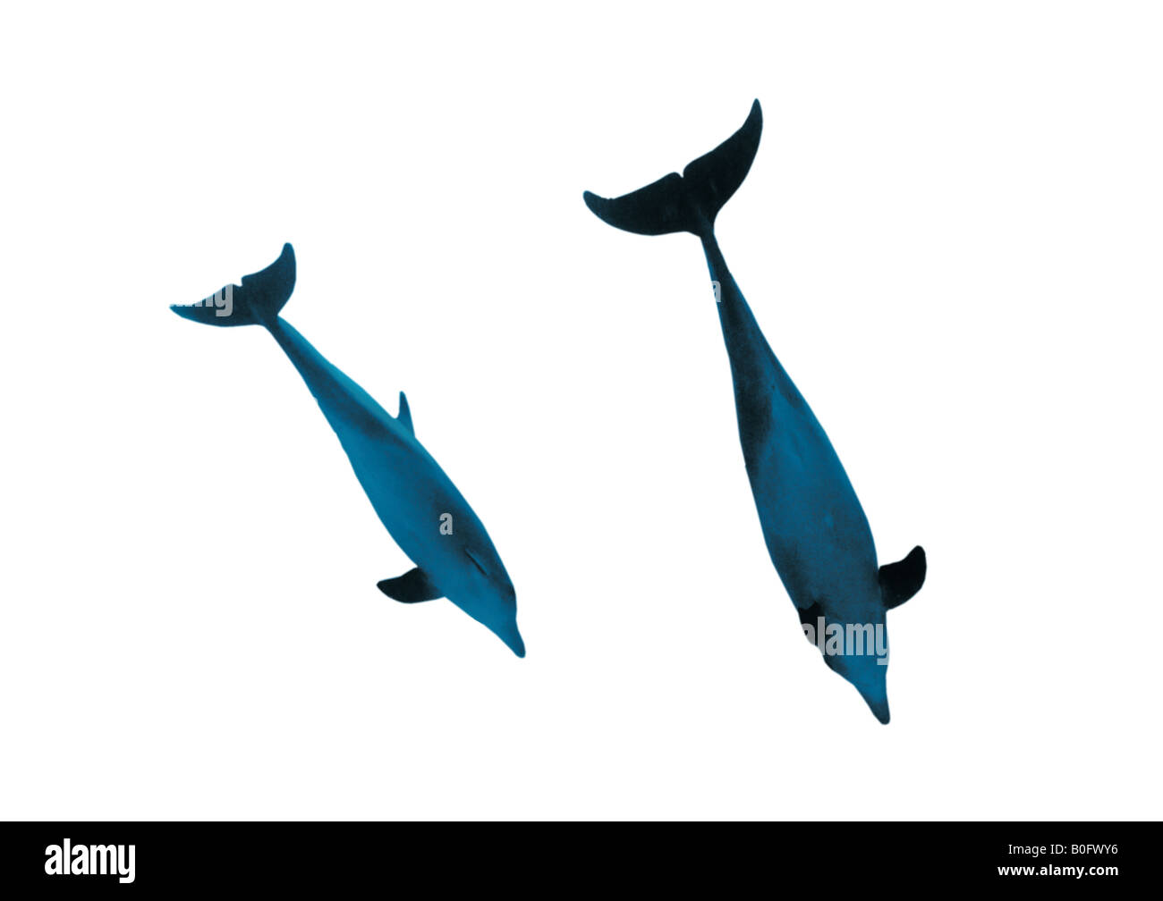 Tursiops truncatus Bottlenosed dolphin cétacés dauphins mammifères marins de l'Océan Indien de la mer Rouge, Egypte Banque D'Images