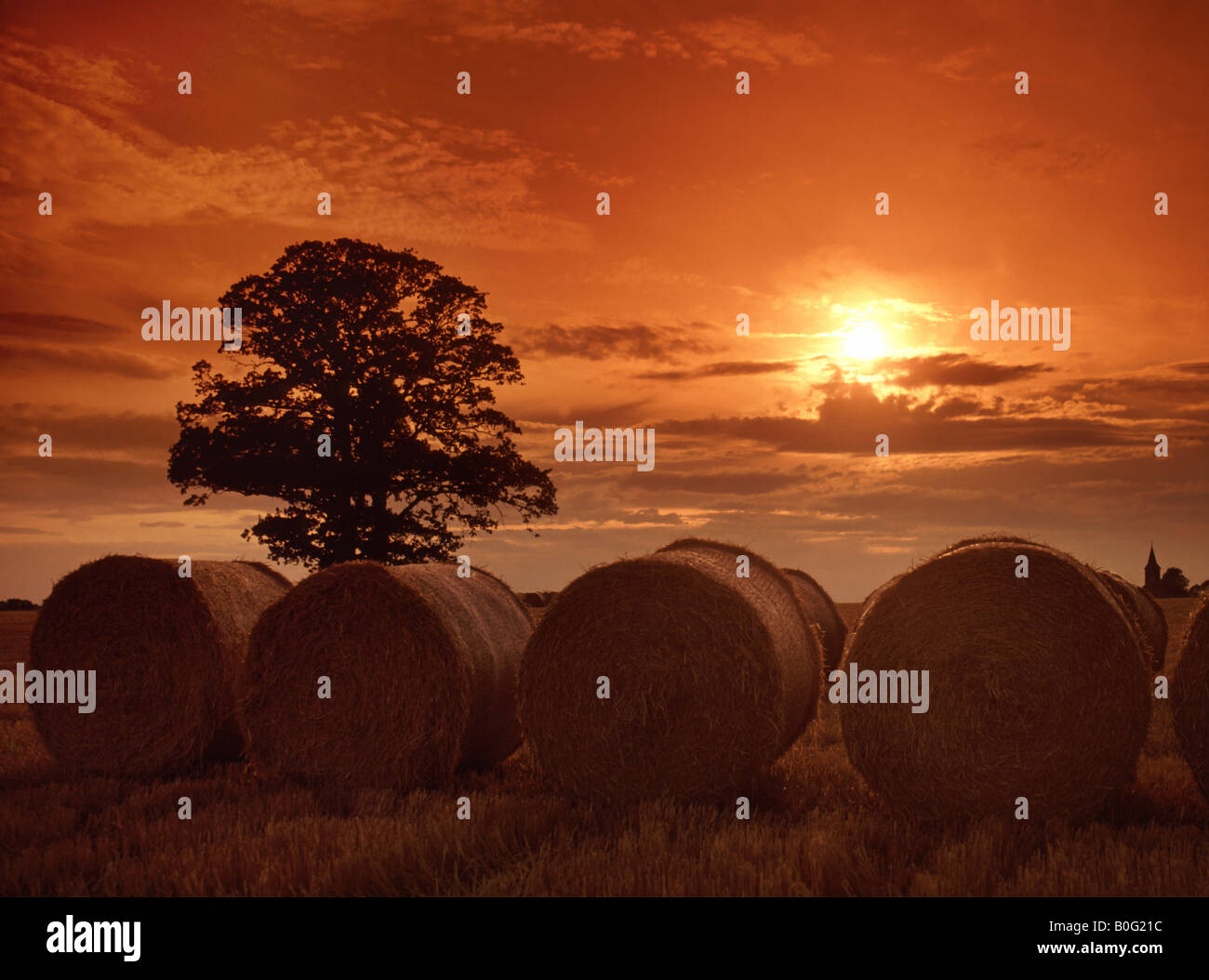 Oak tree & big round bottes de paille dans les agriculteurs sur le terrain de l'unité de temps de la récolte en campagne de l'Essex Farm au coucher du soleil près de Senlis England UK Banque D'Images