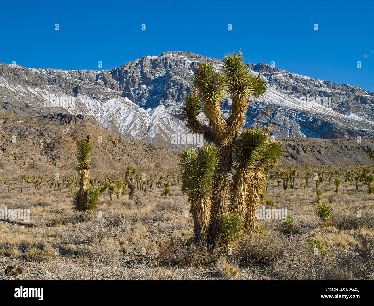 Joshua Trees Death Valley National Park Californie Nevada USA Banque D'Images