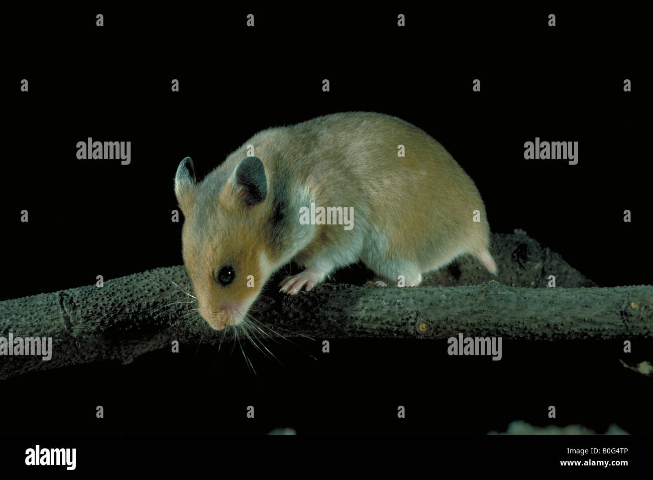 Hamster doré (Mesocricetus auratus). Jeune d'escalade. Banque D'Images