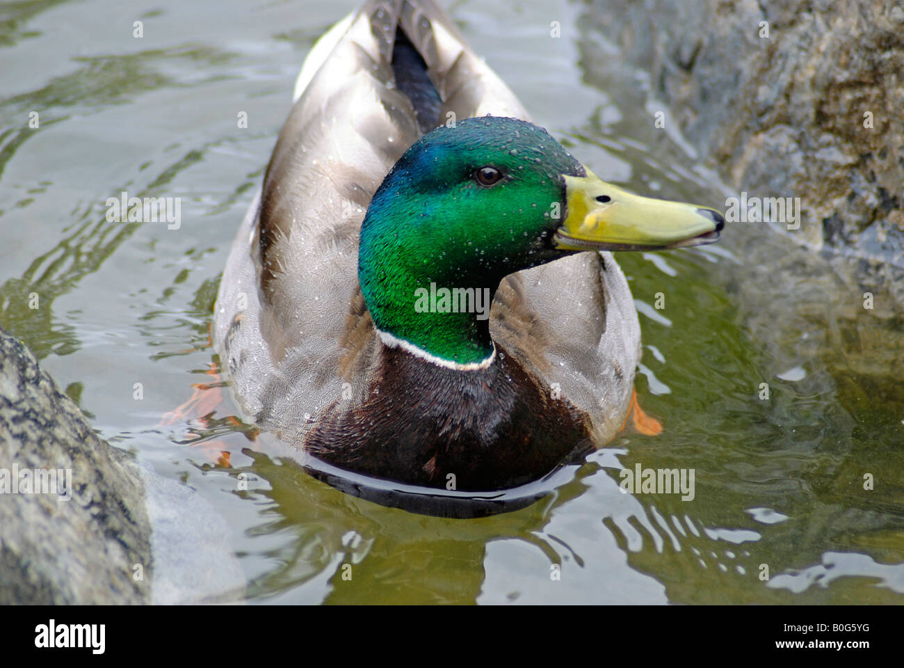 Mallard Drake, dans l étang à un parc de Mississauga Banque D'Images