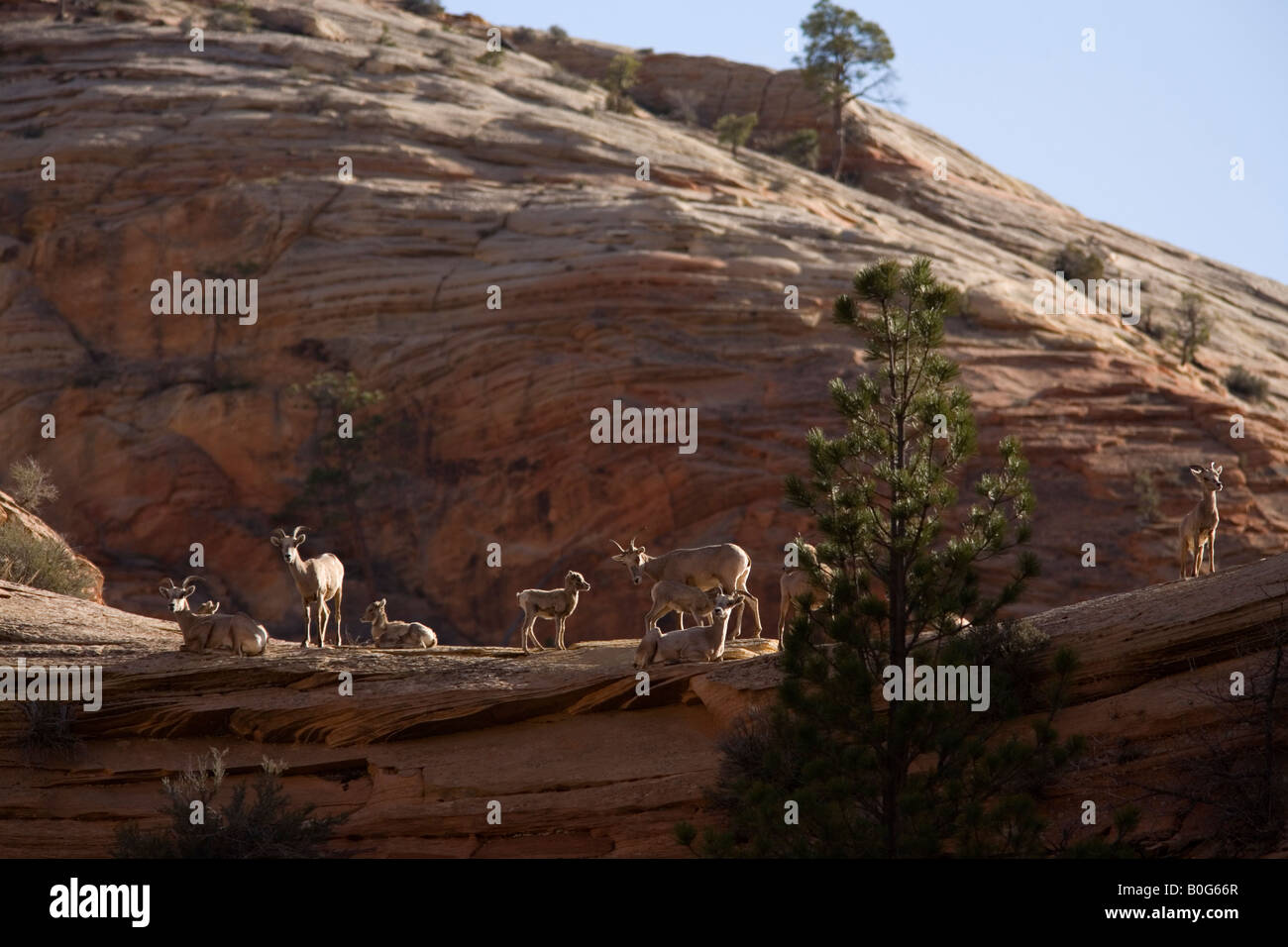 Groupe de Desert bighorn (Ovis canadensis nelsoni), Zion National Park, Utah Banque D'Images