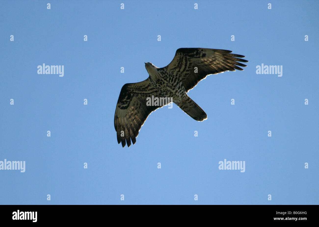 Buzzard Pernis apivorus Miel Printemps Espagne vol Banque D'Images