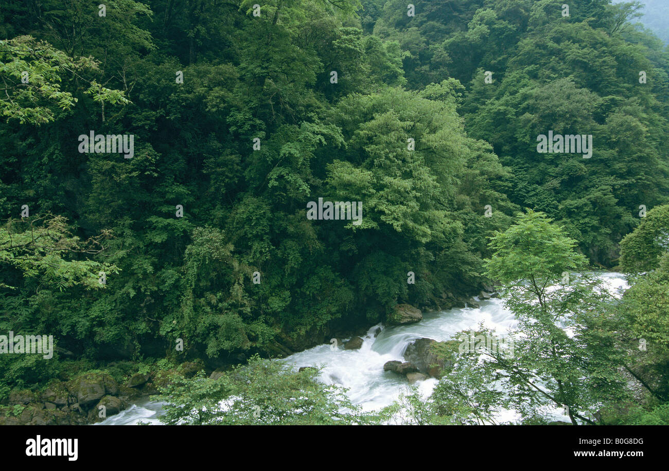 Forêt mixte à côté de la rivière Pitiao Réserve naturelle de Wolong dans la province du Sichuan, Chine, de l'habitat du panda géant Banque D'Images