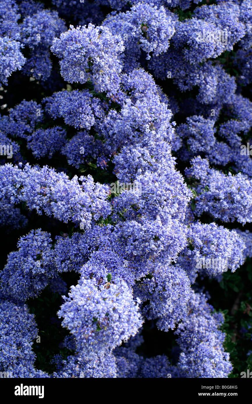 CEANOTHUS CONCHA AGM Banque D'Images