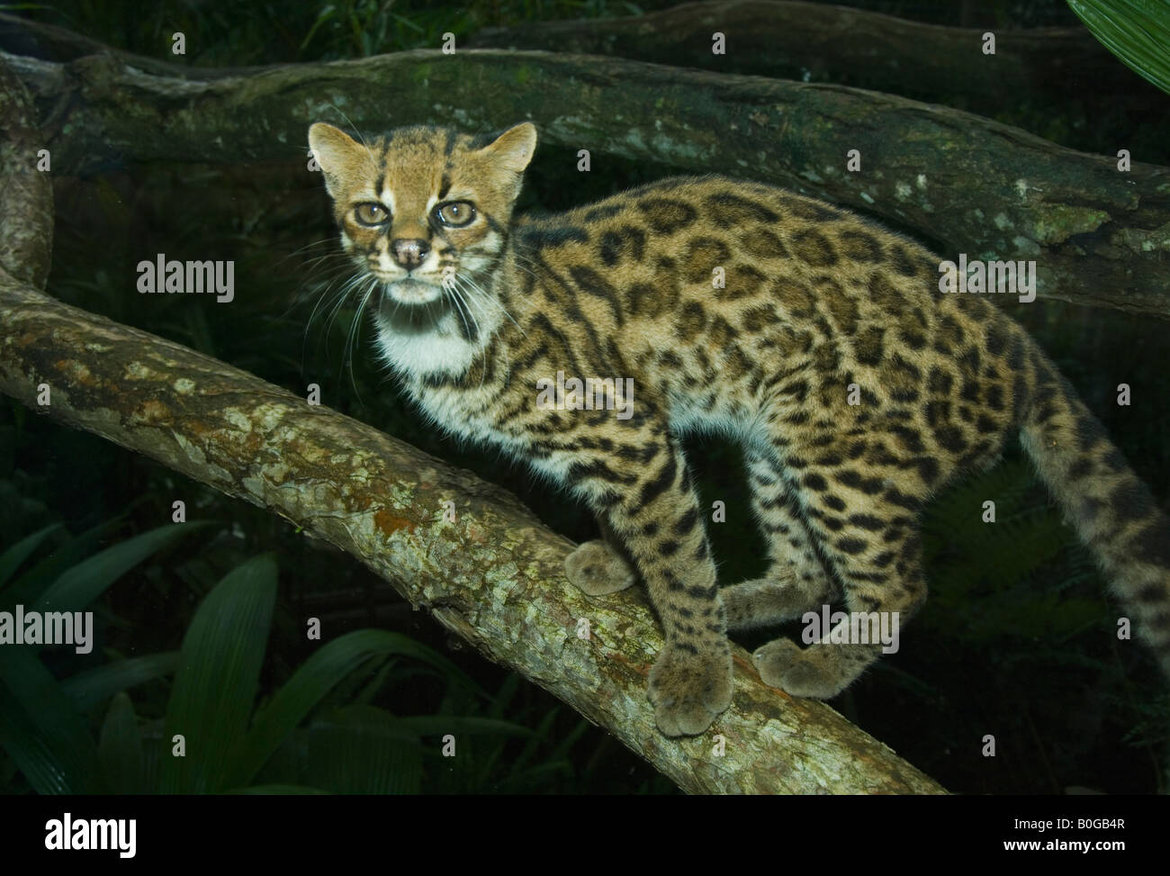 Oncilla (Leopardus tigrinus) également connu sous le nom de chat-tigre ou peu félin tacheté, le COSTA RICA, captive Banque D'Images
