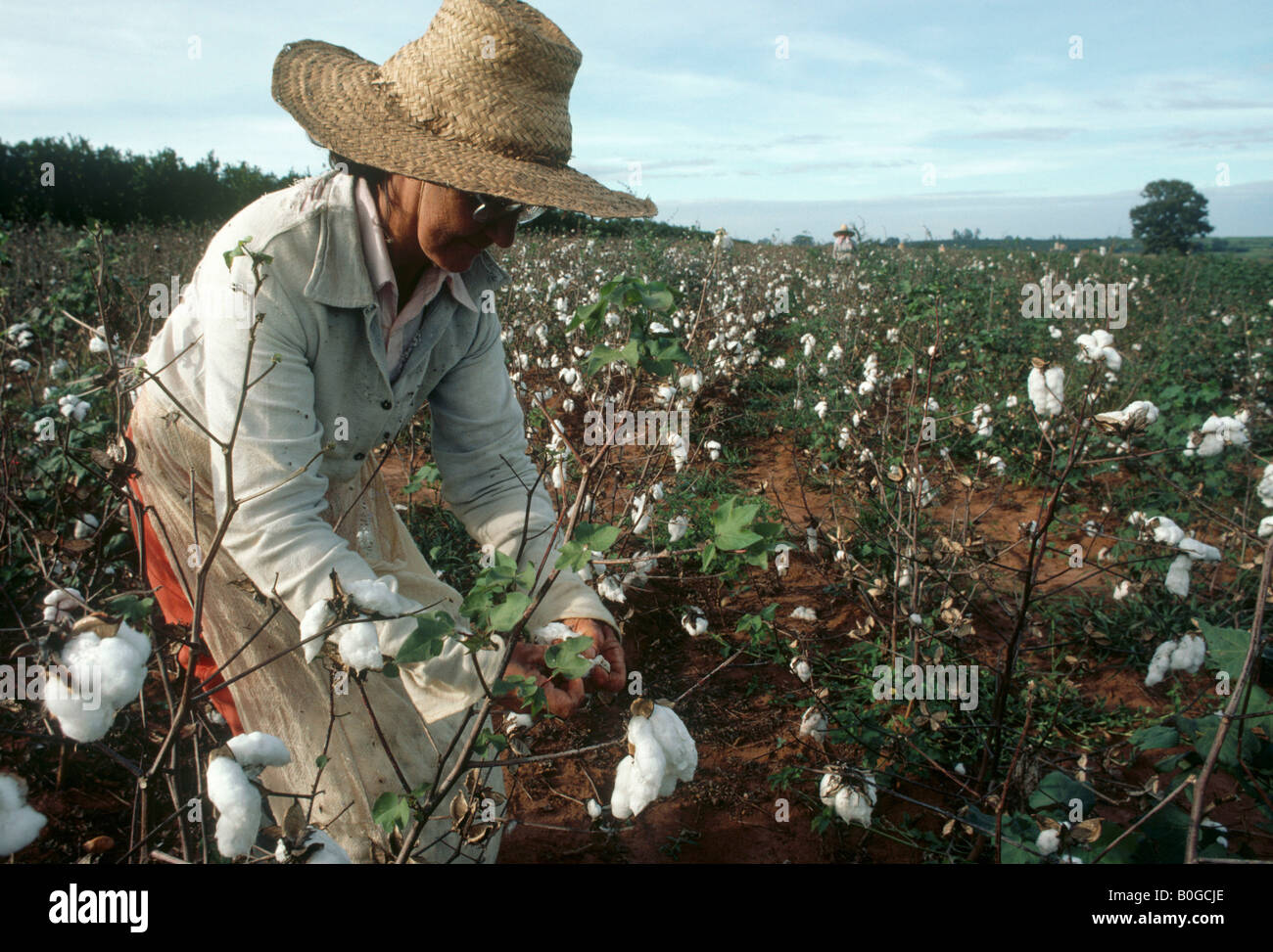 Une femme prise dans un champ de coton, le Brésil. Banque D'Images