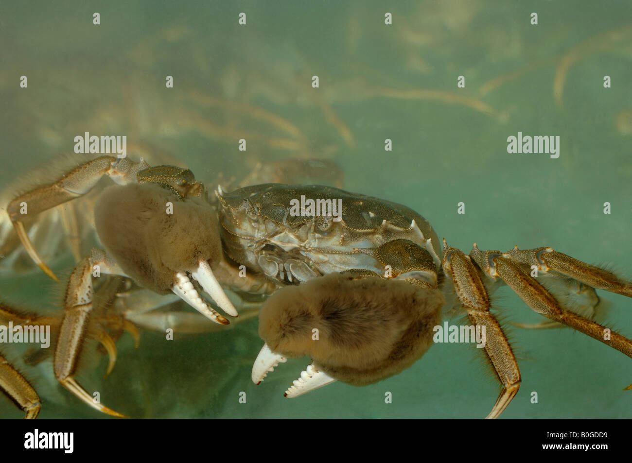 Les crabes chinois, Eriocheir sinensis, du lac Yangcheng en Chine sont très apprécié Banque D'Images