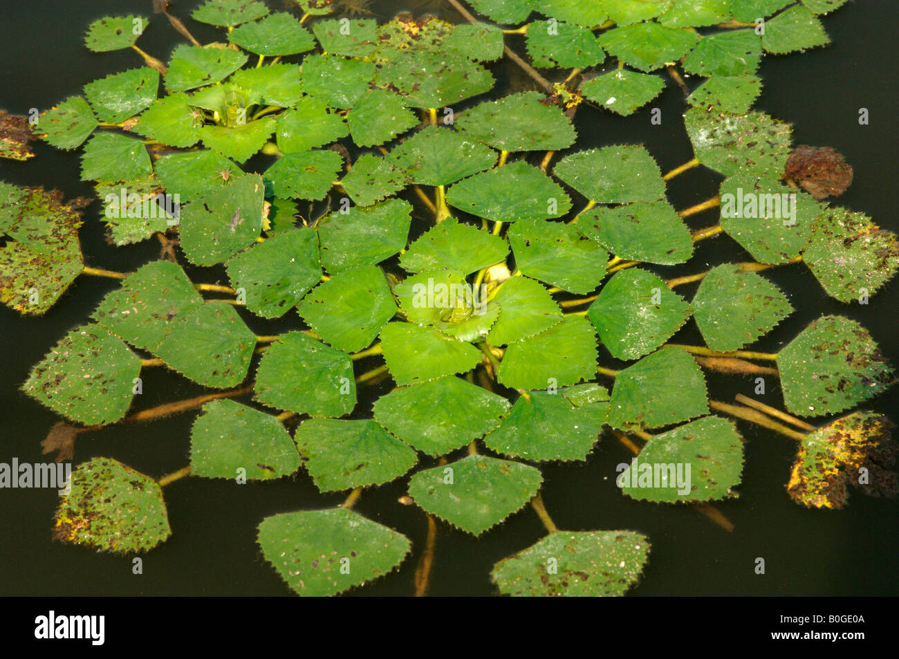 Châtaigne d'eau Trapa natans flottant sur le lac Yangcheng avec petite araignée Chine Banque D'Images