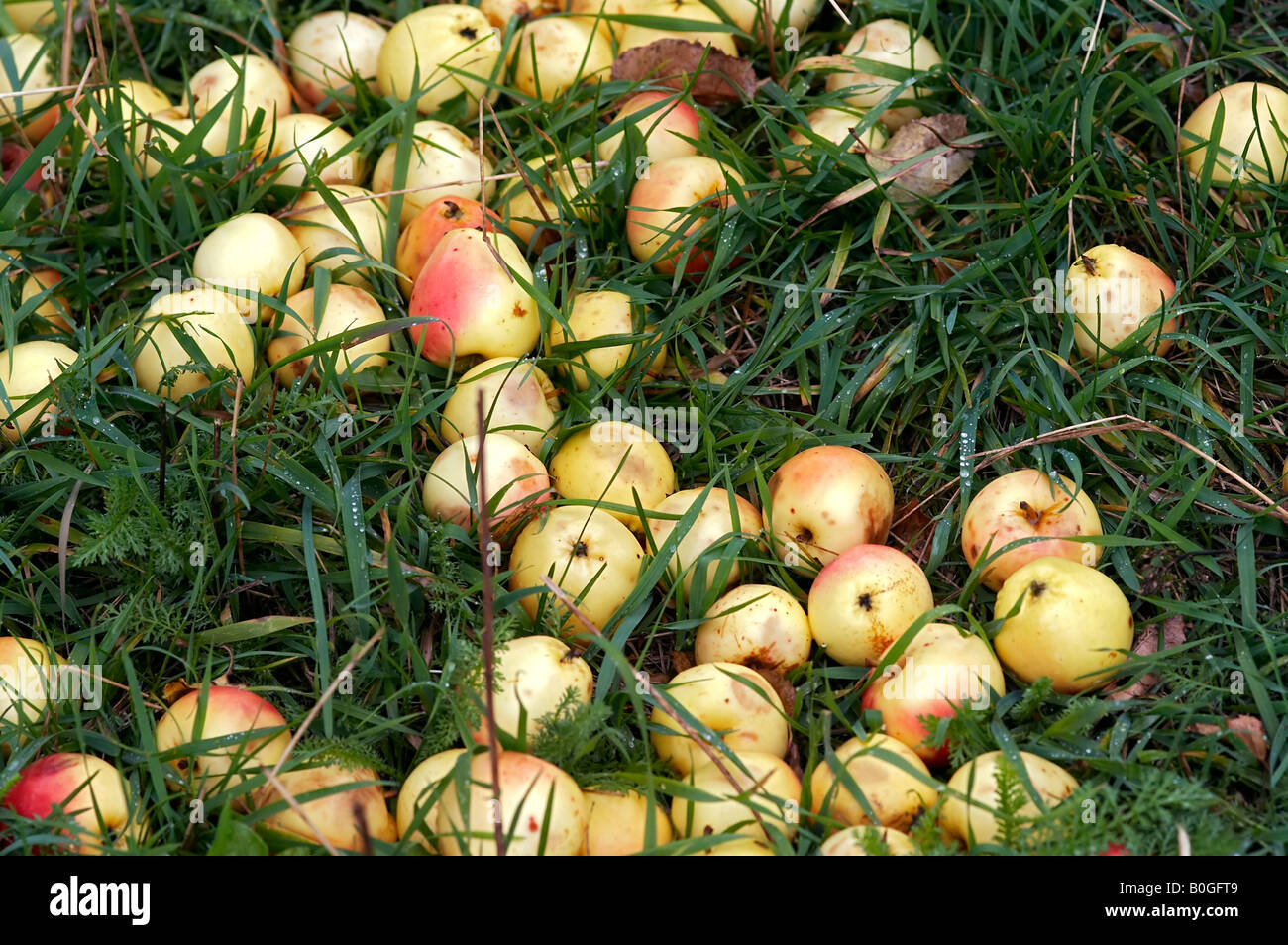 Photo de l'auttumn tombé pommes à l'herbe Banque D'Images