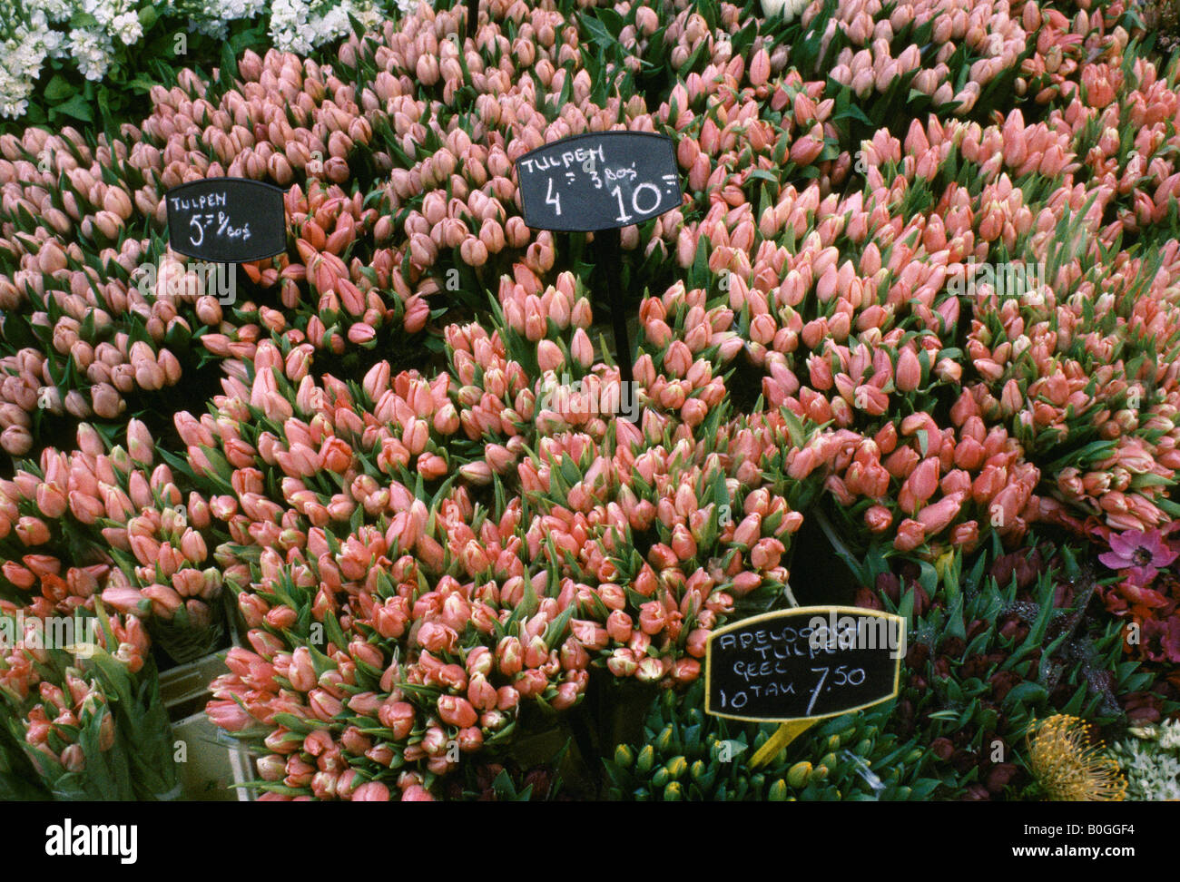 Tulipes en vente au marché aux Fleurs Singel, Amsterdam, Pays-Bas. Banque D'Images