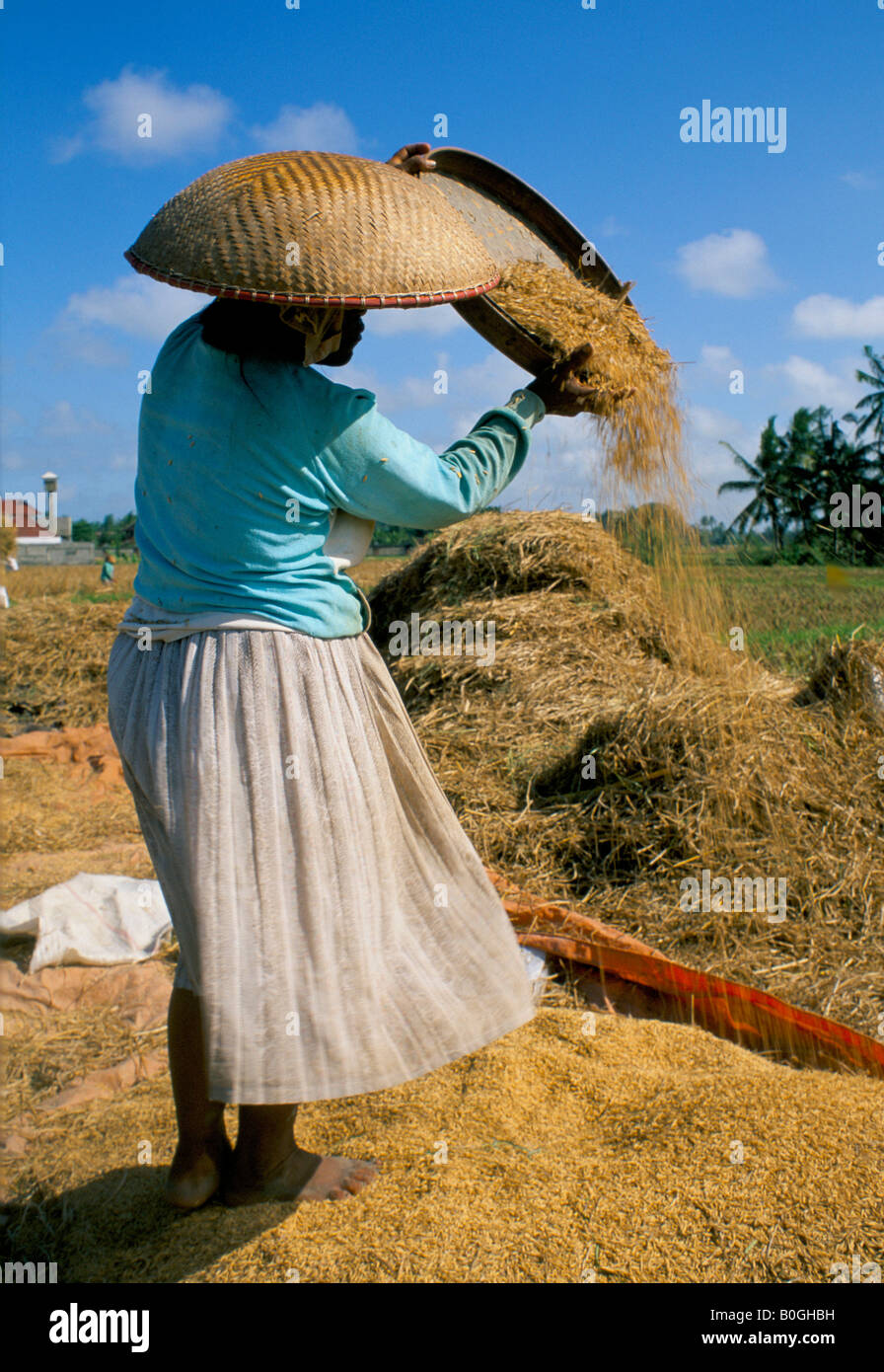 Une femme séparant les enveloppes de riz pendant la saison des récoltes, l'Indonésie. Banque D'Images