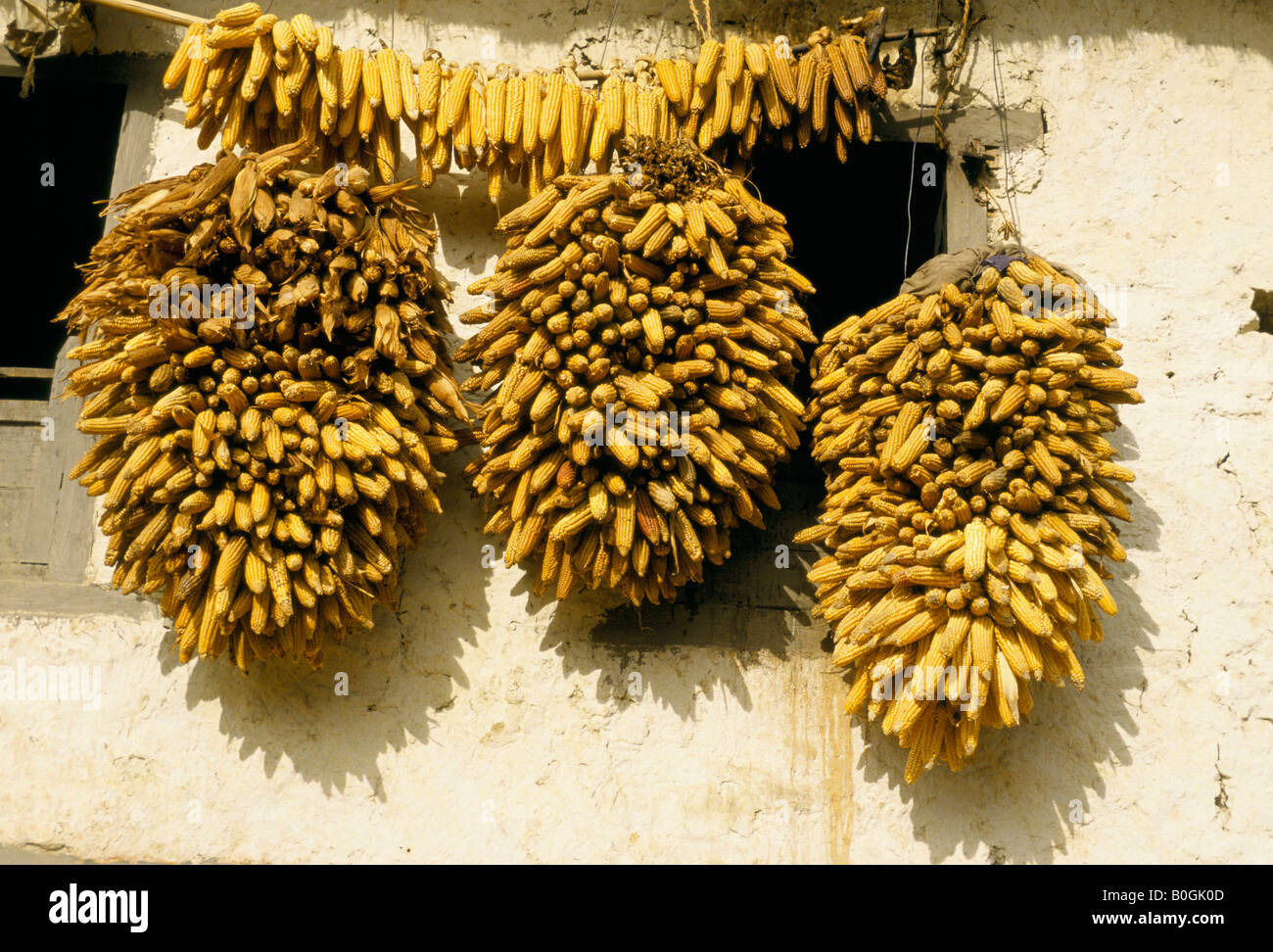 Le séchage du maïs sous l'avant-toit d'une maison, au Népal. Banque D'Images