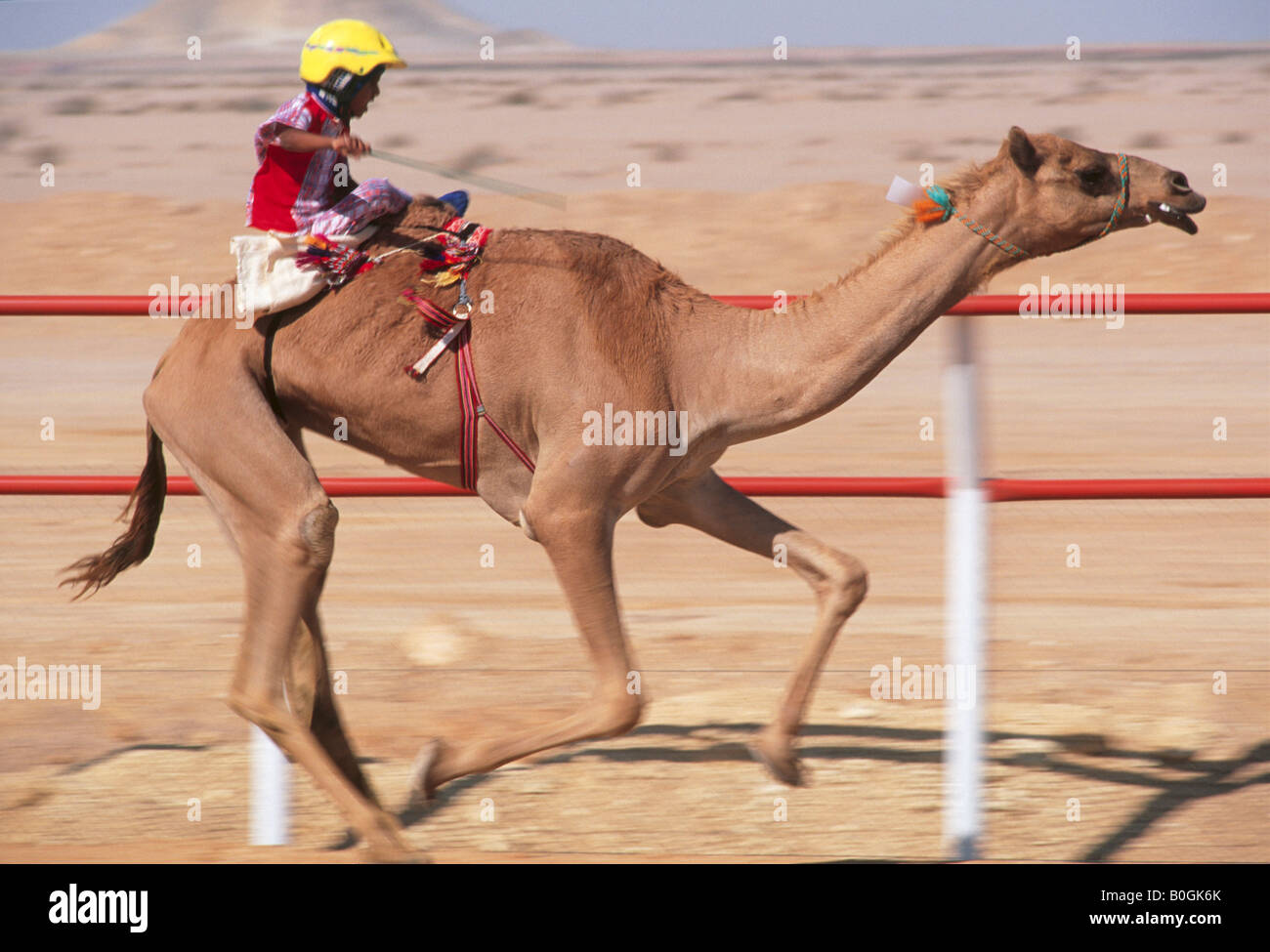 Un jockey de l'enfant de prendre part à une course de chameaux, Sur, Oman. Banque D'Images