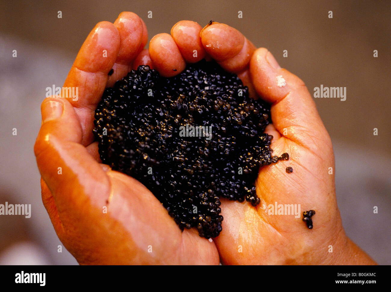 Un close-up of a man's hands holding de caviar, St Gheorghe, Roumanie. Banque D'Images
