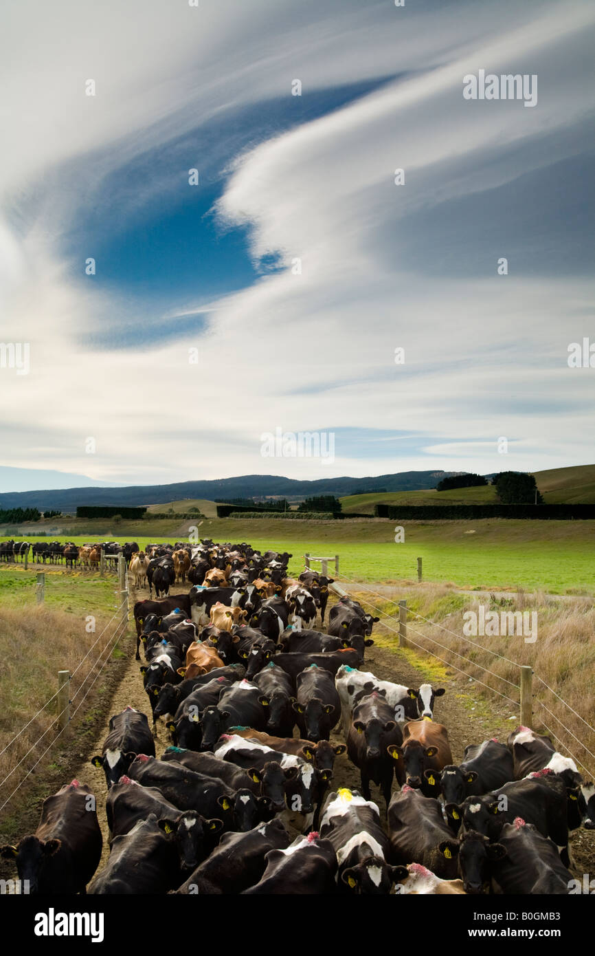 Doublure de vaches à traire jusqu'au matin Banque D'Images