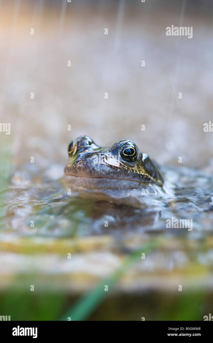 Rana temporaria'. Jardin commun grenouille dans un bain d'oiseau en pierre sous la pluie. UK Banque D'Images