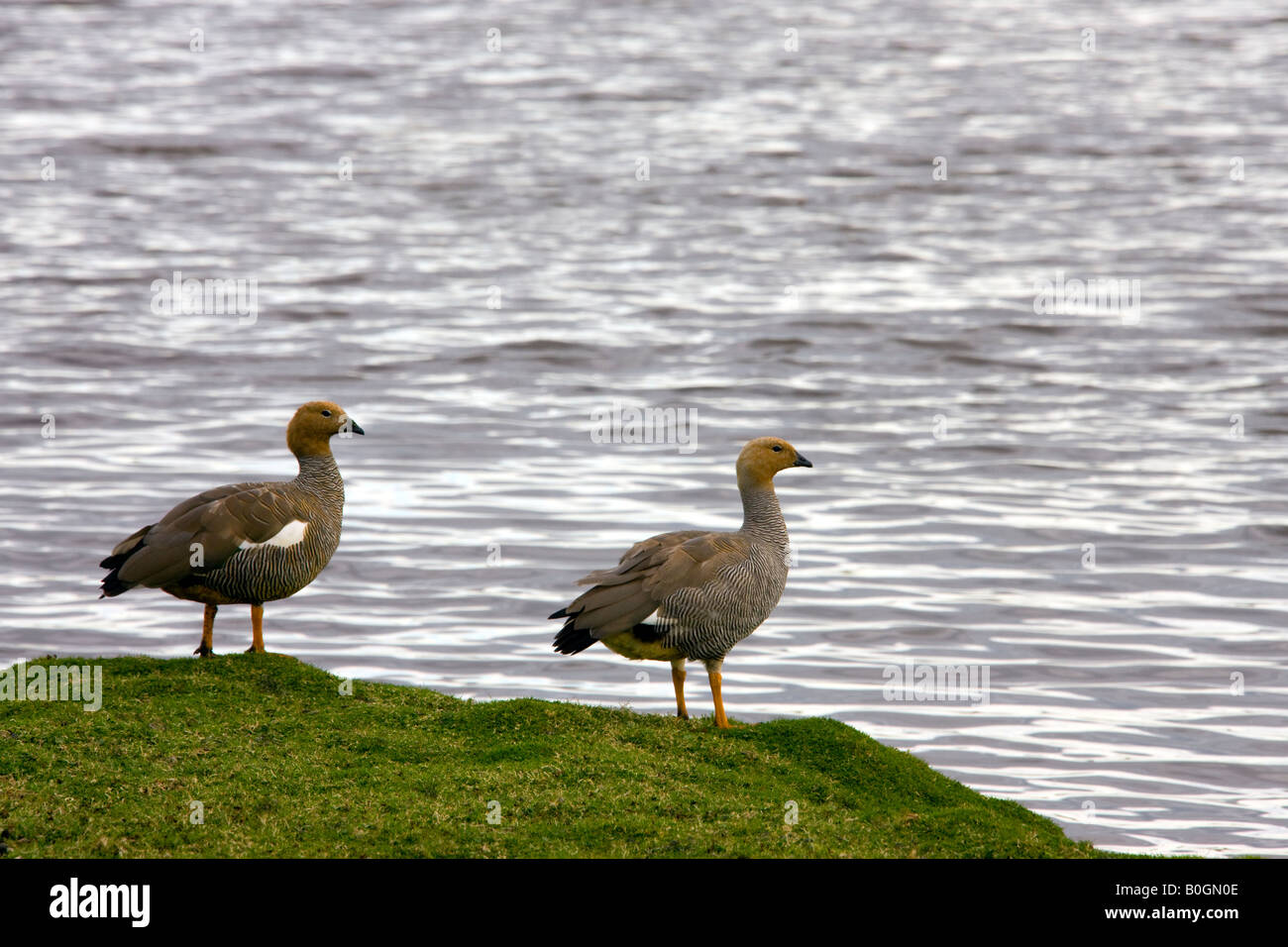 Ruddy Oies dirigées - Chloephaga rubidiceps - à Pebble Island dans les îles Falkland Banque D'Images