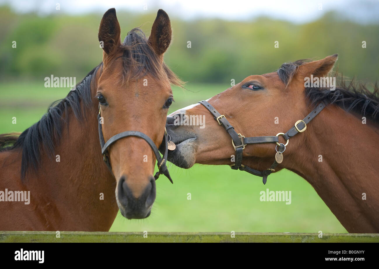 'Un mot dans votre oreille' deux jeunes chevaux ludique sur un goujon de l'East Sussex. Photo par Jim Holden. Banque D'Images