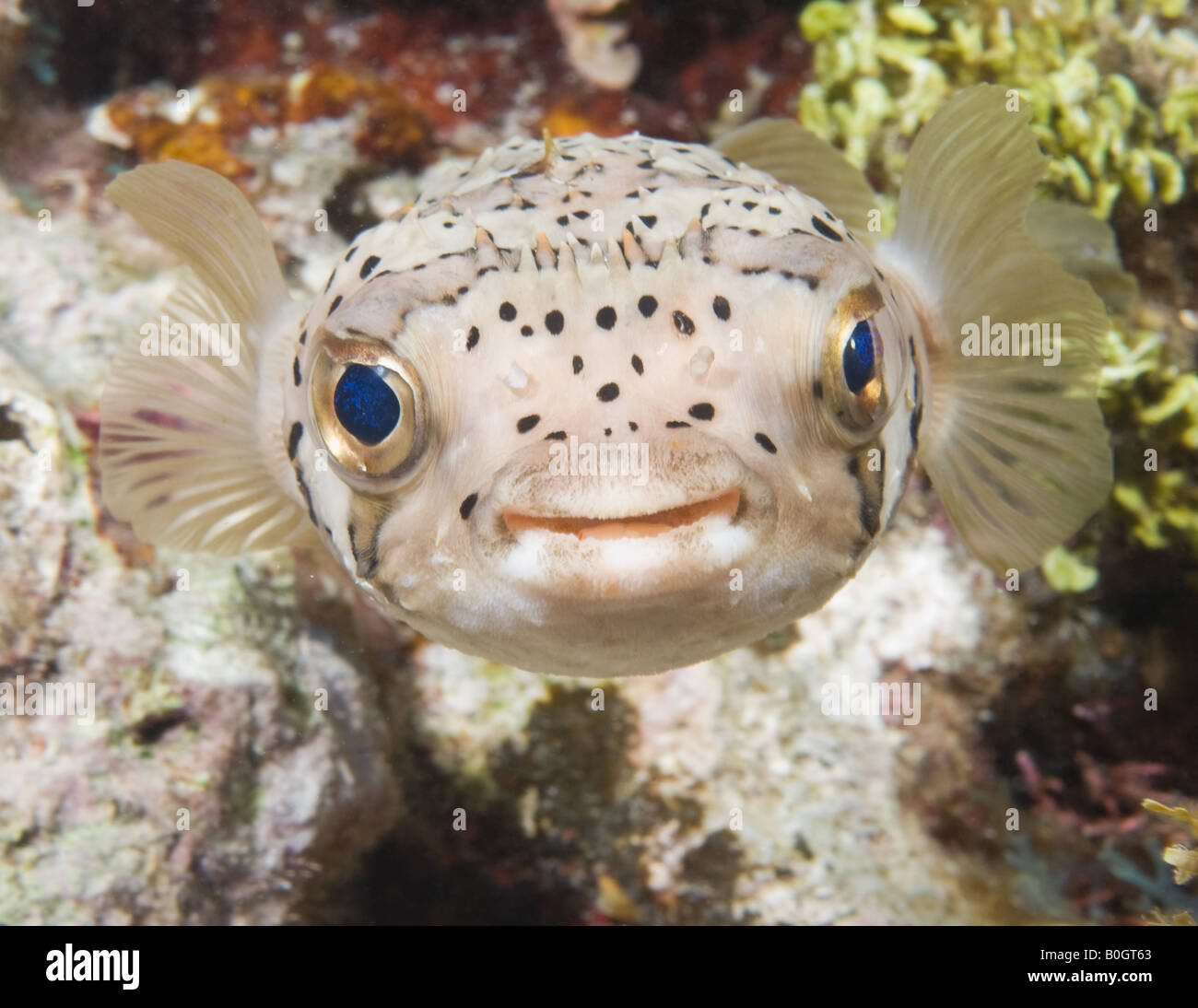 Un Balloonfish stares retour à la caméra pour un bref portrait session. Banque D'Images