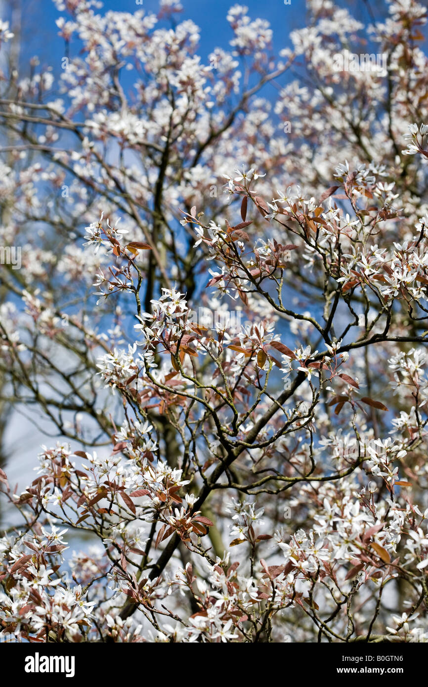 L'amélanchier Amelanchier canadensis - Shadbush Banque D'Images