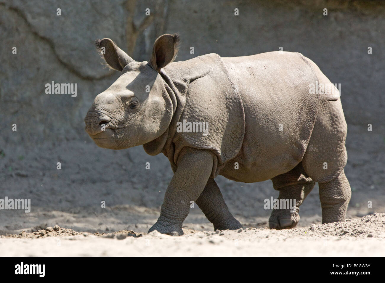 Les jeunes rhinocéros indien ou grand-duc - Rhino Rhinoceros unicornis Banque D'Images