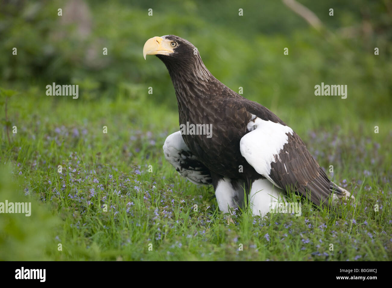 L'aigle de mer de Steller - Haliaeetus pelagicus Banque D'Images