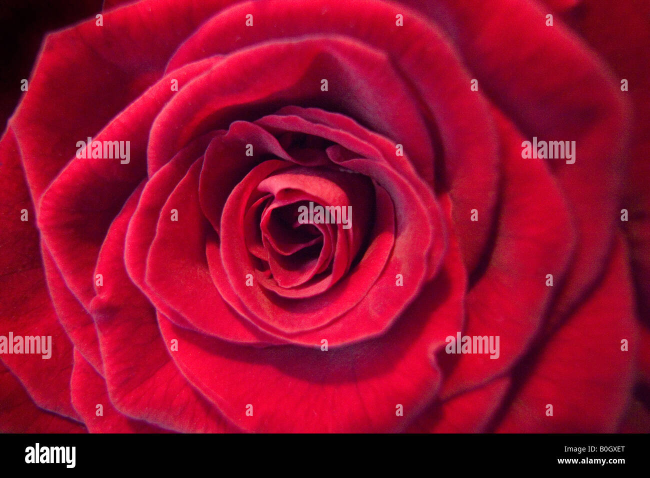 Roses rouges Fleurs Blossom Banque D'Images
