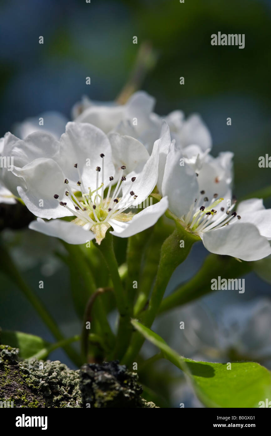 Pyrus 'Conference' pear blossom Banque D'Images