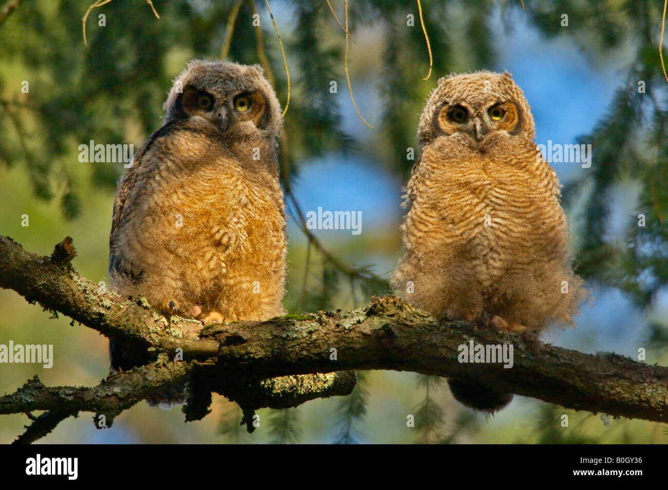 Le Grand-duc owlets perché sur près de chez nest Victoria British Columbia Canada Banque D'Images