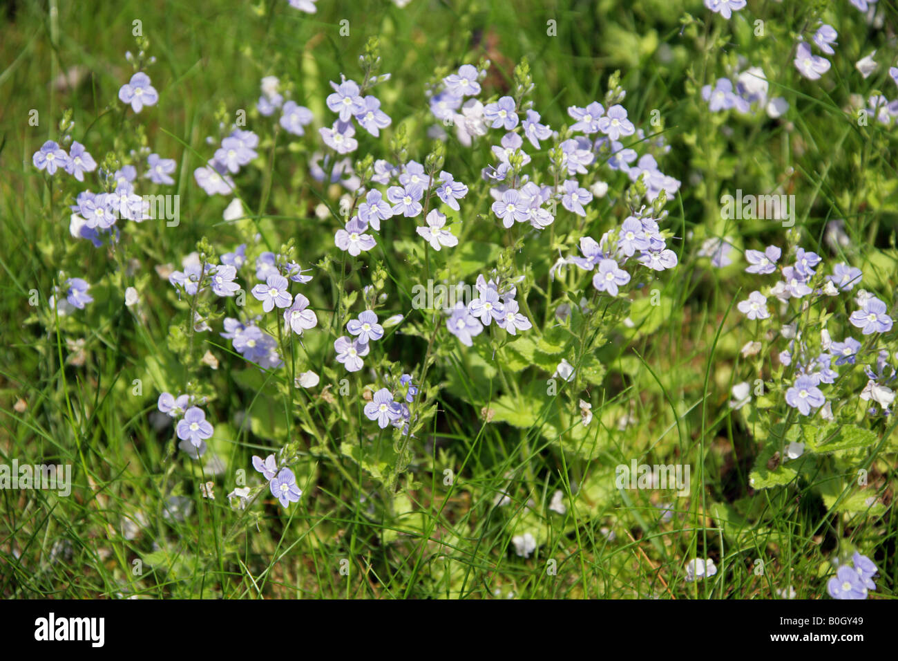 Champ commun Speedwell, Veronica persica, Plantaginaceae (Scrophulariaceae) Banque D'Images