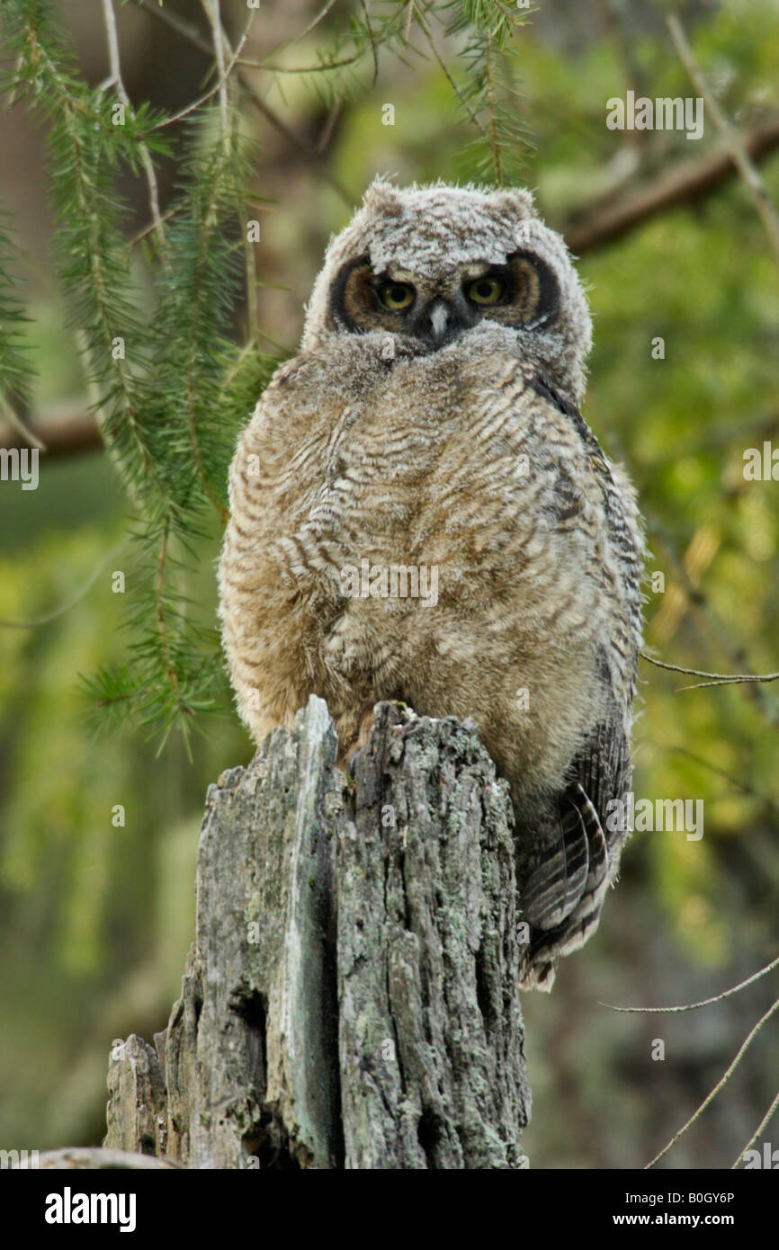 Grand-duc d'owlet perché sur près de chez nest Victoria British Columbia Canada Banque D'Images