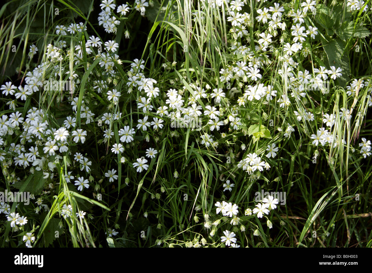 Une plus grande, stellaire Stellaria holostea, aka les additionneurs, viande ou fleur de Satin Grande Starwort Banque D'Images