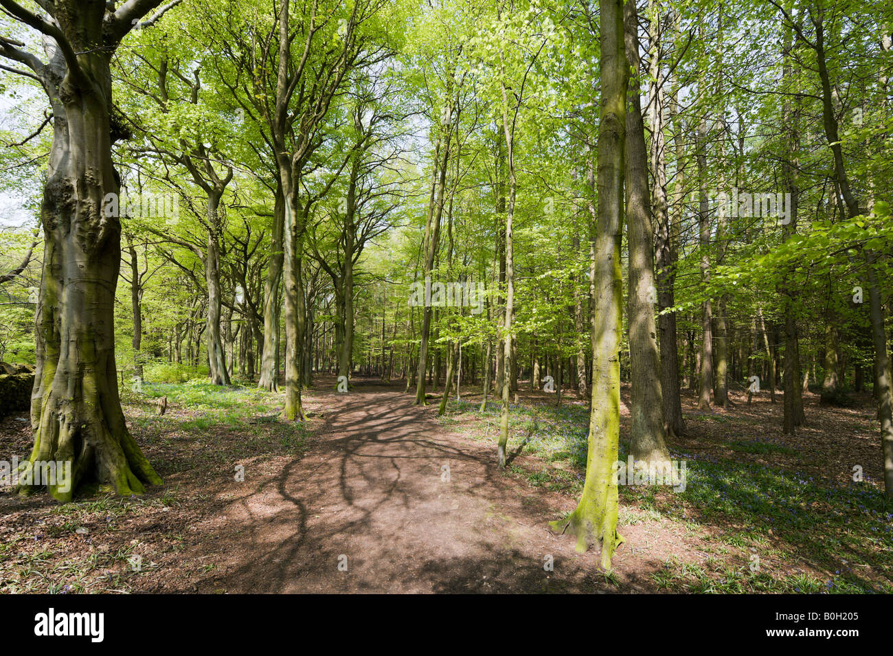 Bois près de Holmfirth, Huddersfield, West Yorkshire, England, United Kingdom Banque D'Images