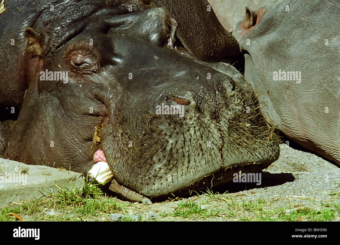 Hippopotame de couchage. Banque D'Images