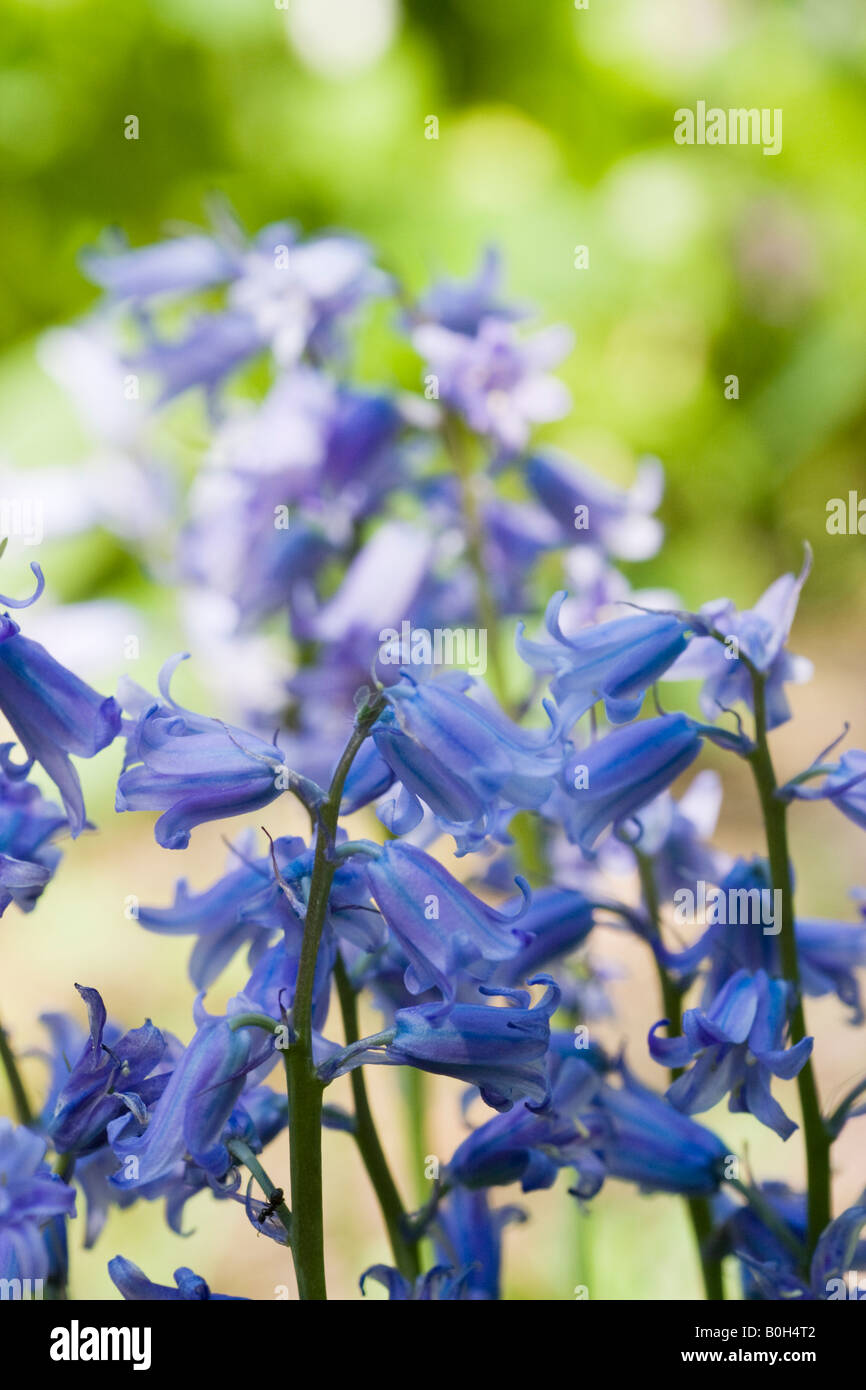 L'Espagnol bluebell flowers. Hyacinthoides hispanica, syn. Endymion hispanicus ou Scilla hispanica. Banque D'Images