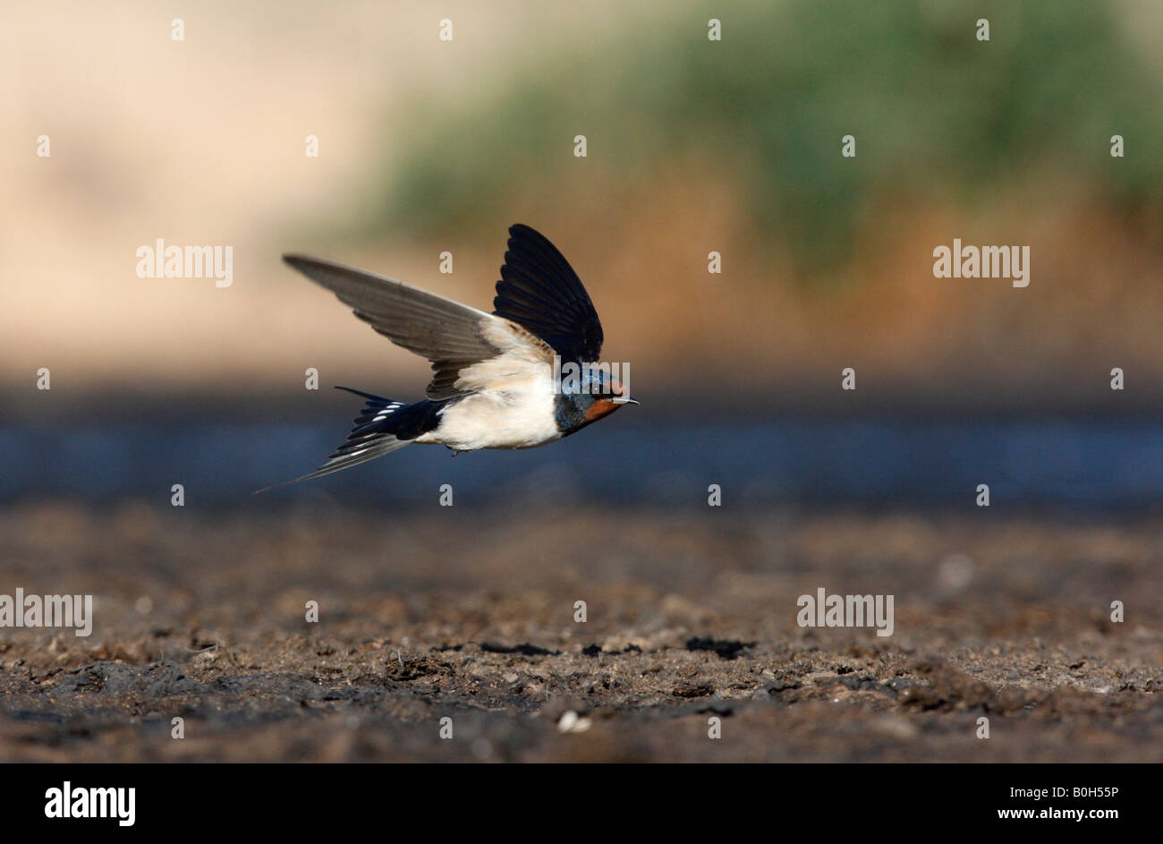 Swallow Hirundo rustica printemps vol Espagne Banque D'Images