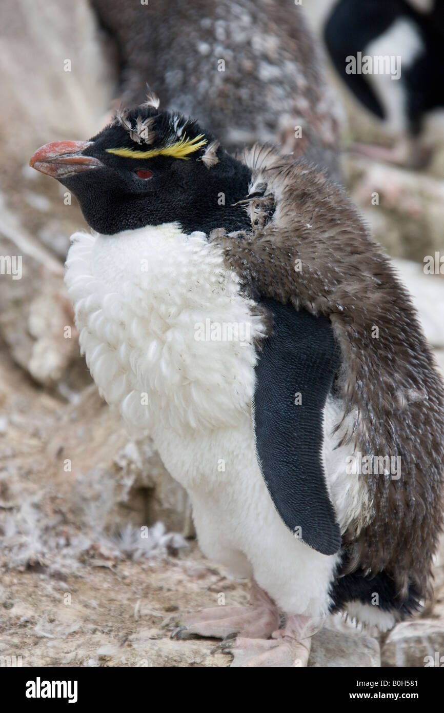 Les jeunes Rockhopper Penguin - Eudyptes chrysocome - la mue à son plumage adulte Pebble Island dans les îles Falkland Banque D'Images