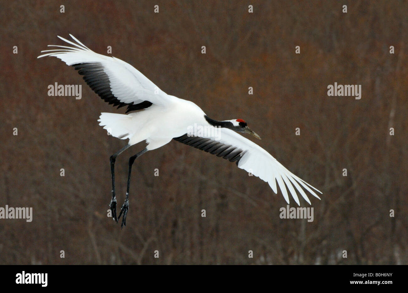 Yinruilin ou grue japonaise Grus japonensis en vol Banque D'Images