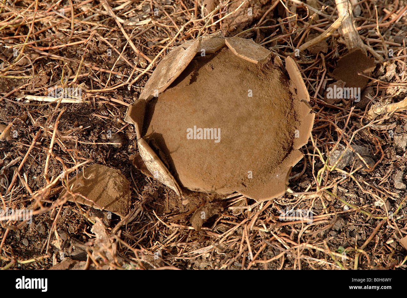 Puffball sur les herbages près du lac Kanas montrant l'intérieur de la masse de spores de la Chine Xinjiang Banque D'Images