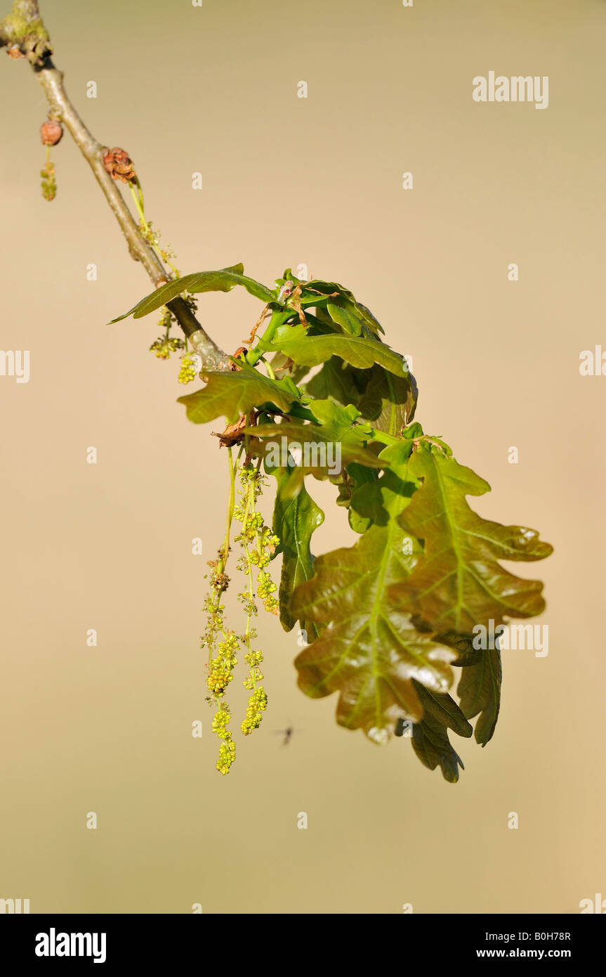 Quercus robur chêne pédonculé anglais nouvelles feuilles avec Chatons et gall wasp Banque D'Images