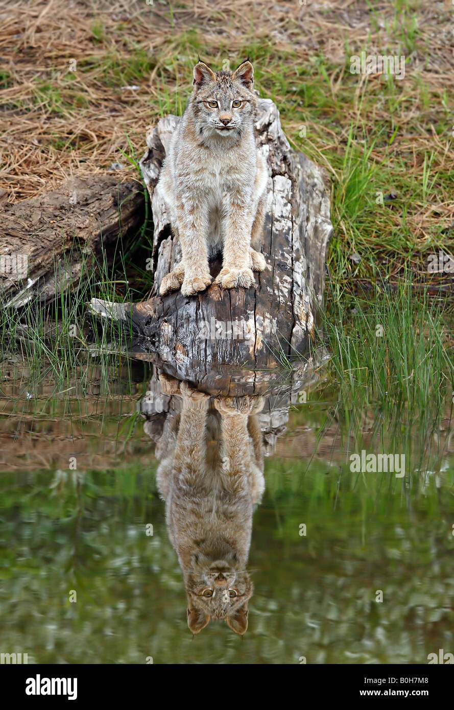Les Lynx canadensis, réfléchissant sur l'eau, Big cat Banque D'Images