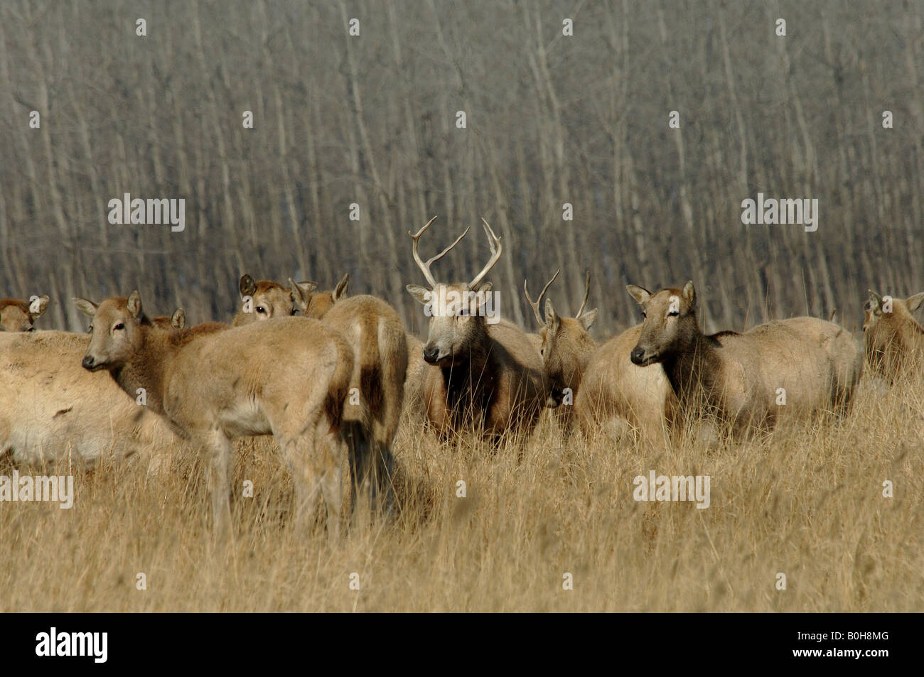 Pere Davids Elaphurus davidianus cerfs en hiver à Dafeng Milu Réserve naturelle nationale Jiangsu China où réintroduites à partir du Royaume-Uni Banque D'Images