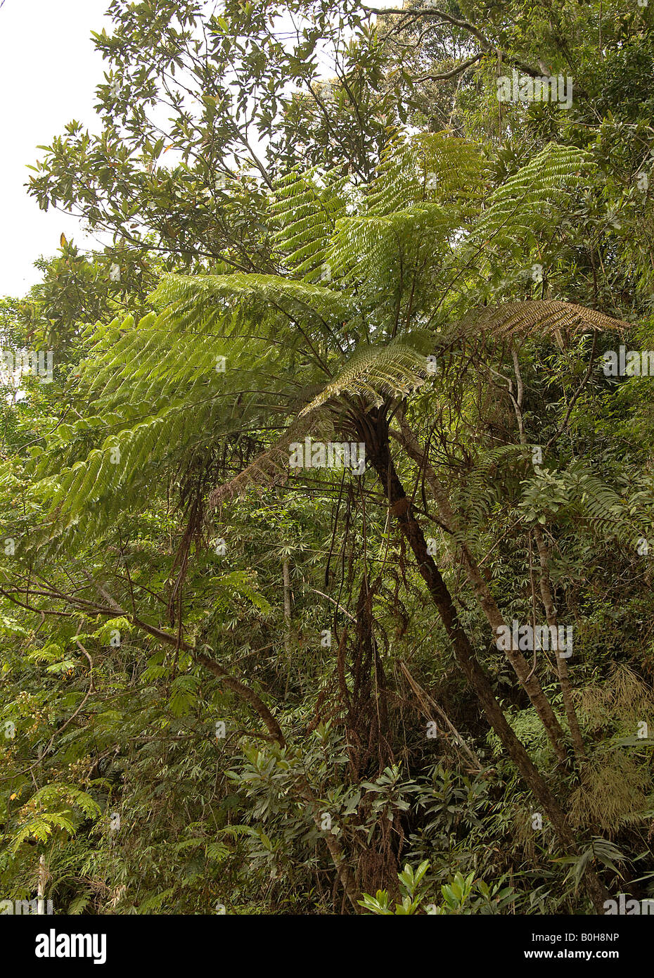 Dans Diaoluoshan frowing fougère arborescente Parc national forestier de l'île de Hainan Chine Banque D'Images