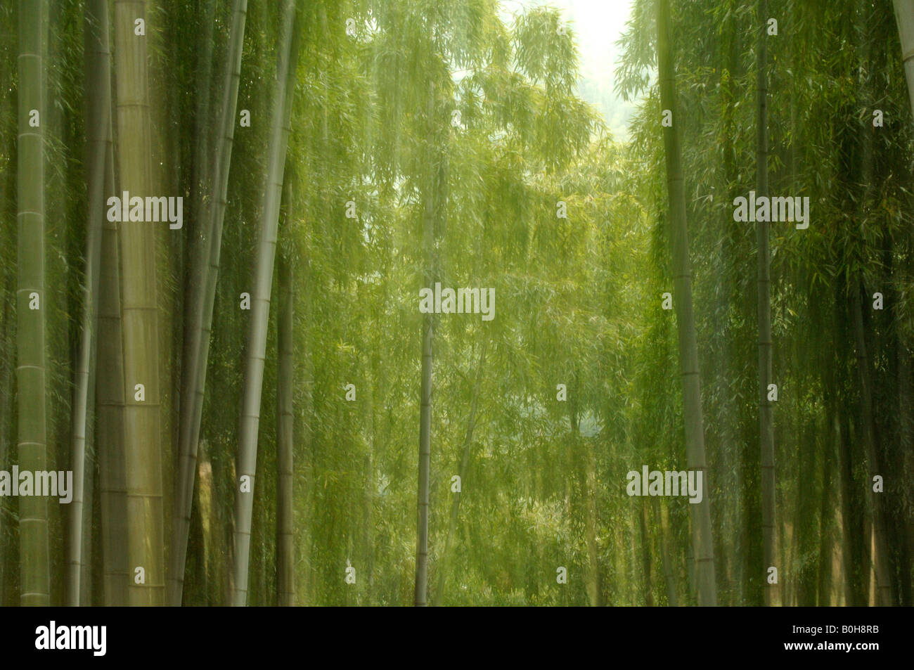 Grand moso bamboo Phyllostachys Pubescens chaumes en forêt de bambou Anhui où film Tigre et Dragon filmé Banque D'Images